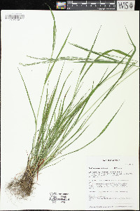 Festuca subverticillata image