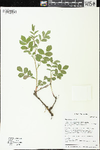 Rosa acicularis image