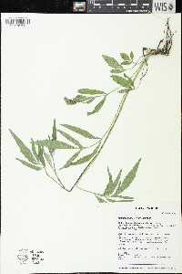 Ratibida pinnata image