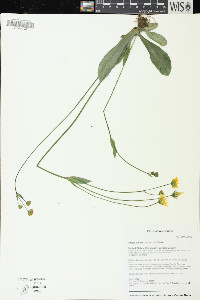Krigia biflora image