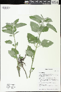 Nepeta cataria image