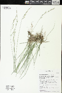 Schizachne purpurascens image