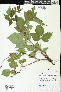 Rubus flagellaris image