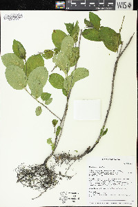 Rhamnus cathartica image