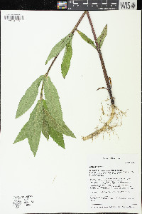 Stachys hispida image