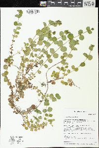 Lysimachia nummularia image