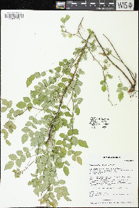 Rosa multiflora image
