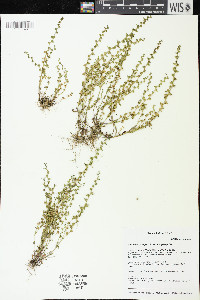 Veronica peregrina subsp. peregrina image