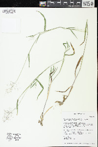 Panicum acuminatum image