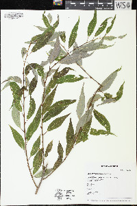 Salix amygdaloides image