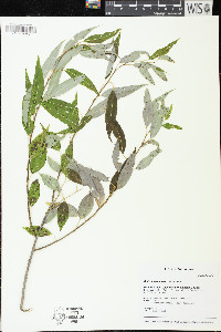 Salix amygdaloides image