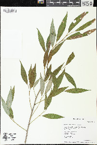 Salix × rubens image