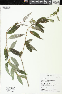 Salix amygdaloides image