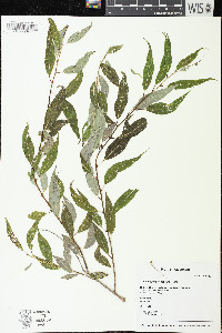 Salix amygdaloides image