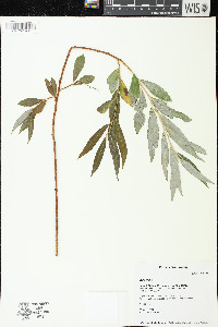 Salix alba image