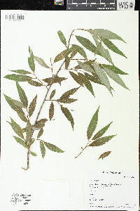 Salix × fragilis image