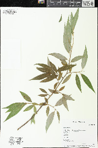 Salix × fragilis image