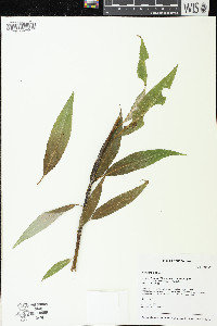 Salix × fragilis image