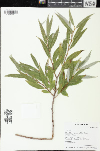 Salix alba image