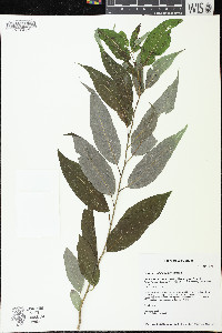 Salix amygdaloides image