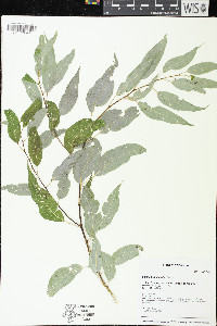 Salix amygdaloides image