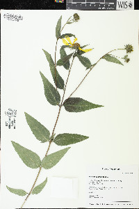 Helianthus strumosus image