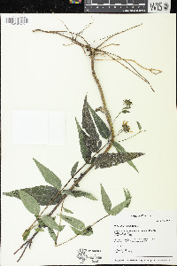 Helianthus strumosus image