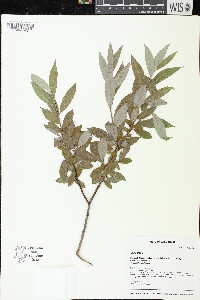 Salix alba image