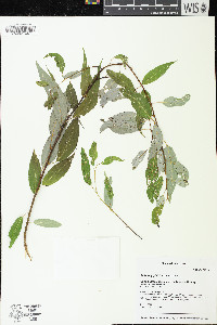 Salix amygdaloides image