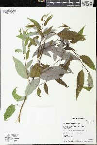 Salix amygdaloides image