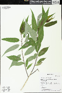 Salix amygdaloides image