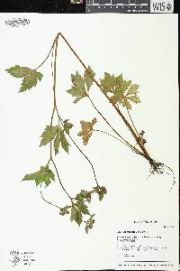 Sanicula trifoliata image