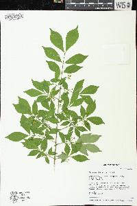 Euonymus alatus image