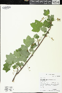 Ribes rubrum image