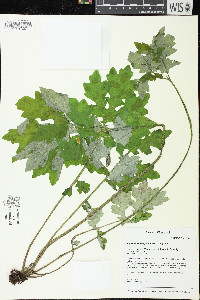 Stylophorum diphyllum image