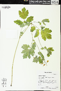 Chelidonium majus image