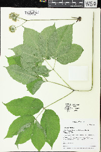 Aralia nudicaulis image