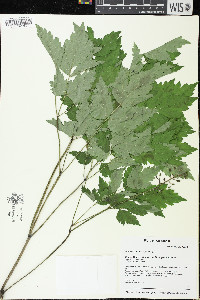 Actaea rubra image