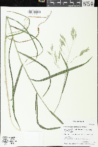 Bromus latiglumis image