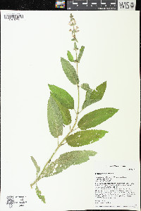 Stachys hispida image