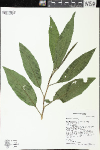 Rumex verticillatus image