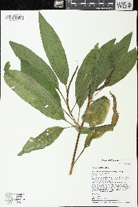 Rumex verticillatus image