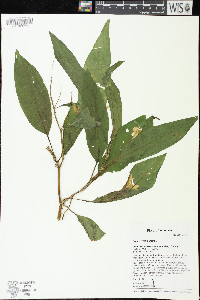 Rumex verticillatus image