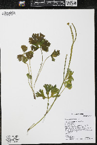 Ranunculus flabellaris image