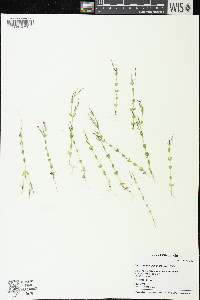 Centaurium pulchellum image