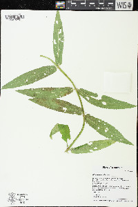 Stachys hispida image