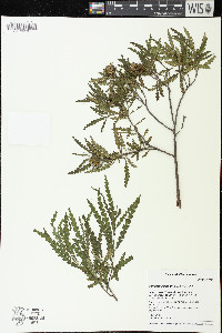 Comptonia peregrina image