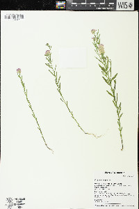 Polygala sanguinea image