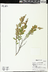 Chamaedaphne calyculata image