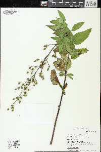 Scrophularia lanceolata image